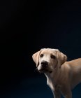 Желтый щенок лаборатории сидит на темно-синем фоне — стоковое фото