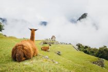 Llamas están sentadas cerca de Machu Picchu en Perú - foto de stock