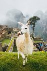 White lama è in piedi vicino a Machu Picchu in Perù — Foto stock