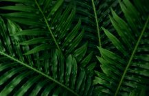 Тропические листья в саду — стоковое фото