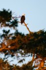 Portrait of a bald eagle sitting on a bare tree branch at sunset — Stock Photo