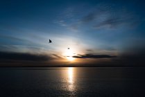 Due gabbiani volano sopra il golfo di Puget al tramonto — Foto stock