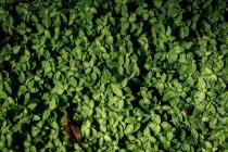 Зеленая листва Фон, полный вид кадра — стоковое фото