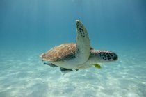 Belle vue sous-marine de la tortue en mer — Photo de stock