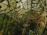 Overgrown casa verde en los jardines botánicos de Linn - foto de stock