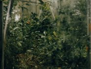 Заросший зелёный дом в Линн-Ботаническом саду — стоковое фото