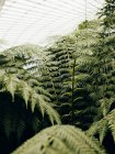 Detail shot of ferns in Glasgow Botanic Gardens — Stock Photo