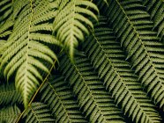Детальная съёмка папоротников в ботаническом саду Глазго — стоковое фото