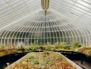 Fleischfressende Pflanzen im Botanischen Garten von Glasgow — Stockfoto