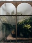 Felci spinte contro la finestra al Glasgow Botanic Gardens — Foto stock