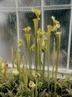 Гніздо - рослина в ботанічних садах Глазго — стокове фото