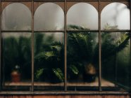 Farne gegen Fenster im Botanischen Garten von Glasgow gedrückt — Stockfoto