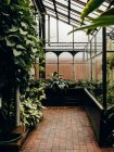 Всередині ботанічного саду в Глазго. — стокове фото