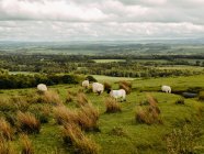 Pâturage des moutons dans la campagne écossaise — Photo de stock