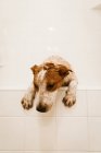 Chiot triste debout dans la salle de bain blanche avant l'heure du bain — Photo de stock