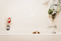 Triste cachorro de pie en blanco baño antes de la hora del baño - foto de stock