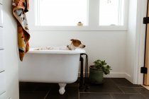 Грустный щенок стоит в белой ванной перед купанием — стоковое фото