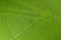 Зеленые круги на полях растут в пустыне Невады — стоковое фото