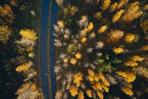 Blick von oben auf helle Herbstbäume, die in der Nähe einer asphaltierten Straße in einem ruhigen Wald in der herbstlichen Natur Islands wachsen — Stockfoto