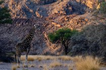 Girafe dans la savane du kenya sur fond de nature — Photo de stock