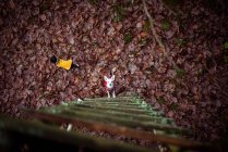 Птицы с высоты птичьего полета смотрят на двух собак чихуахуа, смотрящих вверх по лестнице на листьях леса — стоковое фото