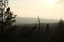 Зимовий уральський пейзаж. Лісові горизонти — стокове фото