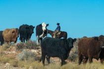 Cowboys Rustling Bovinos em um estiramento empoeirado do deserto de Utah — Fotografia de Stock