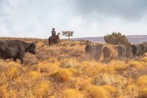 Ковбои загоняют скот на пыльный участок пустыни Юта — стоковое фото