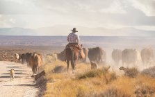 Cowboys bruissement des bovins sur un étirement poussiéreux du désert de l'Utah — Photo de stock