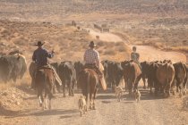 Cowboys Rustling Ganado en un tramo polvoriento del desierto de Utah - foto de stock