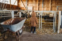 Niño en la granja mirando ovejas y cordero - foto de stock