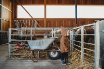Niño en la granja mirando ovejas y cordero - foto de stock