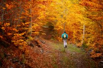 Femme marchant sur un chemin dans une belle forêt d'automne — Photo de stock