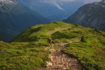 Giovane escursionismo maschile nelle Alpi francesi tra Francia e Svizzera — Foto stock