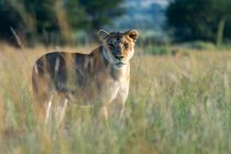 Leoa na savana no Parque Nacional Serengeti — Fotografia de Stock