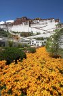 Gelbe Frühlingsblumen am Potala-Palast in Lhasa — Stockfoto