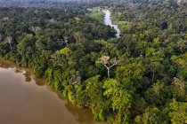 Árvores e vegetação na selva e densa floresta de Dzanga Sangha. República Centro Africana. — Fotografia de Stock