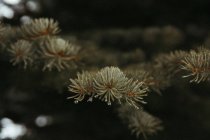 Hermoso plano botánico, fondo de pantalla natural - foto de stock