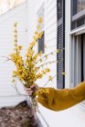 Hand holding forsythia our of window — Stock Photo