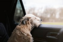 Собака сидит в машине на заднем плане, закрыть — стоковое фото