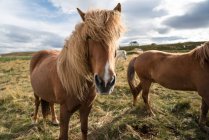 Horses in the mountains — Stock Photo