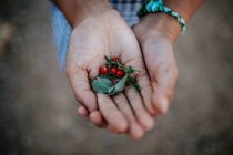 Старший ребенок держит в руках ягоды и листья — стоковое фото