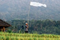 Homme dans les rizières, Bali, Indonésie — Photo de stock