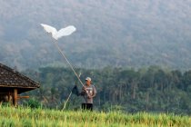 Людина на рисових полях, Балі, Індонезія. — стокове фото
