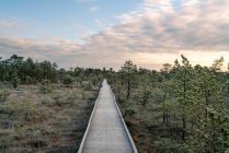 Holzbrücke über den Wald vor Naturkulisse — Stockfoto