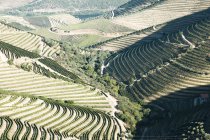 Viñedos en el valle del Duero, Portugal. Agricultura - foto de stock