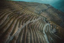 Vignobles dans la vallée du Douro, Portugal. Agriculture — Photo de stock