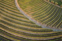 Weinberge im Douro-Tal, Portugal. Landwirtschaft — Stockfoto