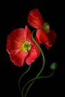 Beautiful red flowers on black background — Stock Photo