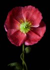 Belle fleur rouge sur fond noir — Photo de stock